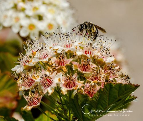 Nine Bark Flower