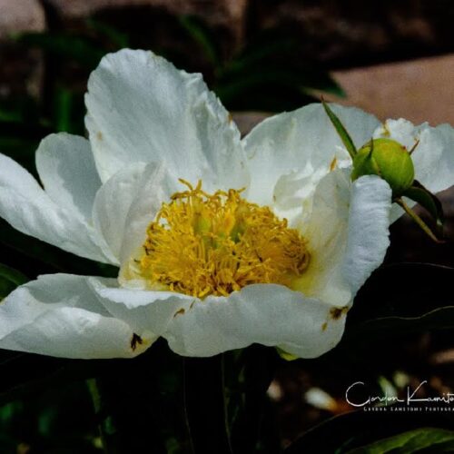 White Mountain Avens Alberta Canada