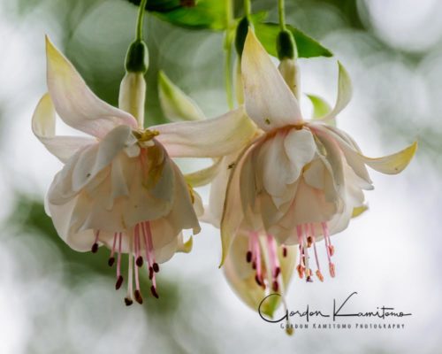 Fuchsia Hybrida Pink