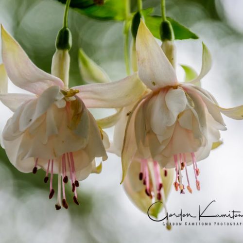 Fuchsia Hybrida Pink