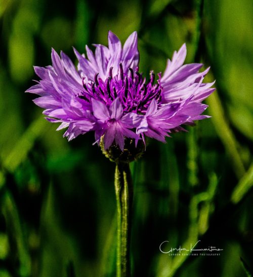 Coneflower