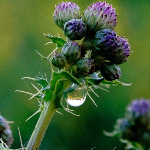 Thistle Water Droplet