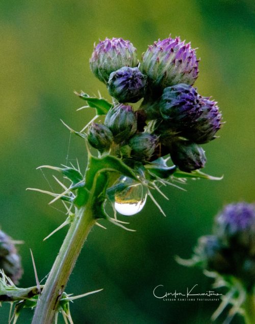 Thistle Water Droplet