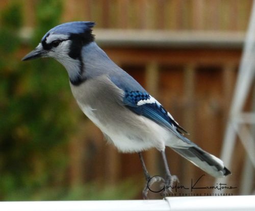 Blue Jay Taking Flight