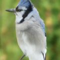 Blue Jay Perched