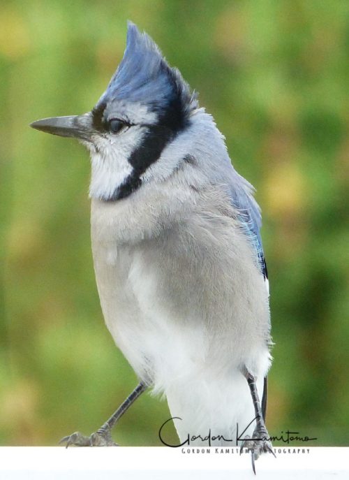 Blue Jay Perched