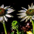 Coneflowers