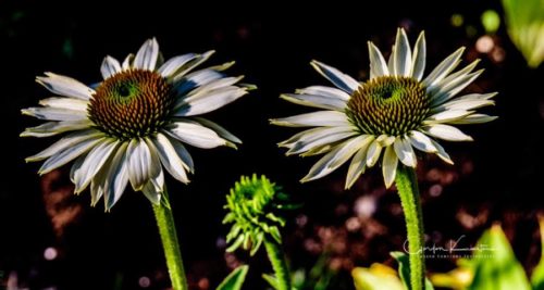 Coneflowers