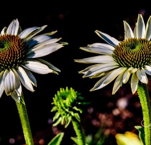 Coneflowers