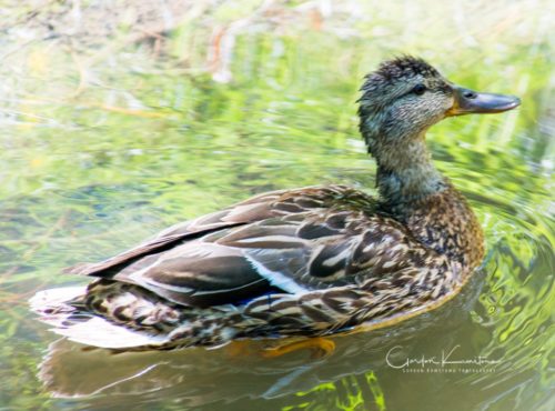 Duck in Pond