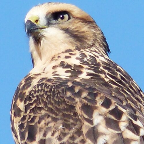 This Ferruginous Hawk was perched in my backyard