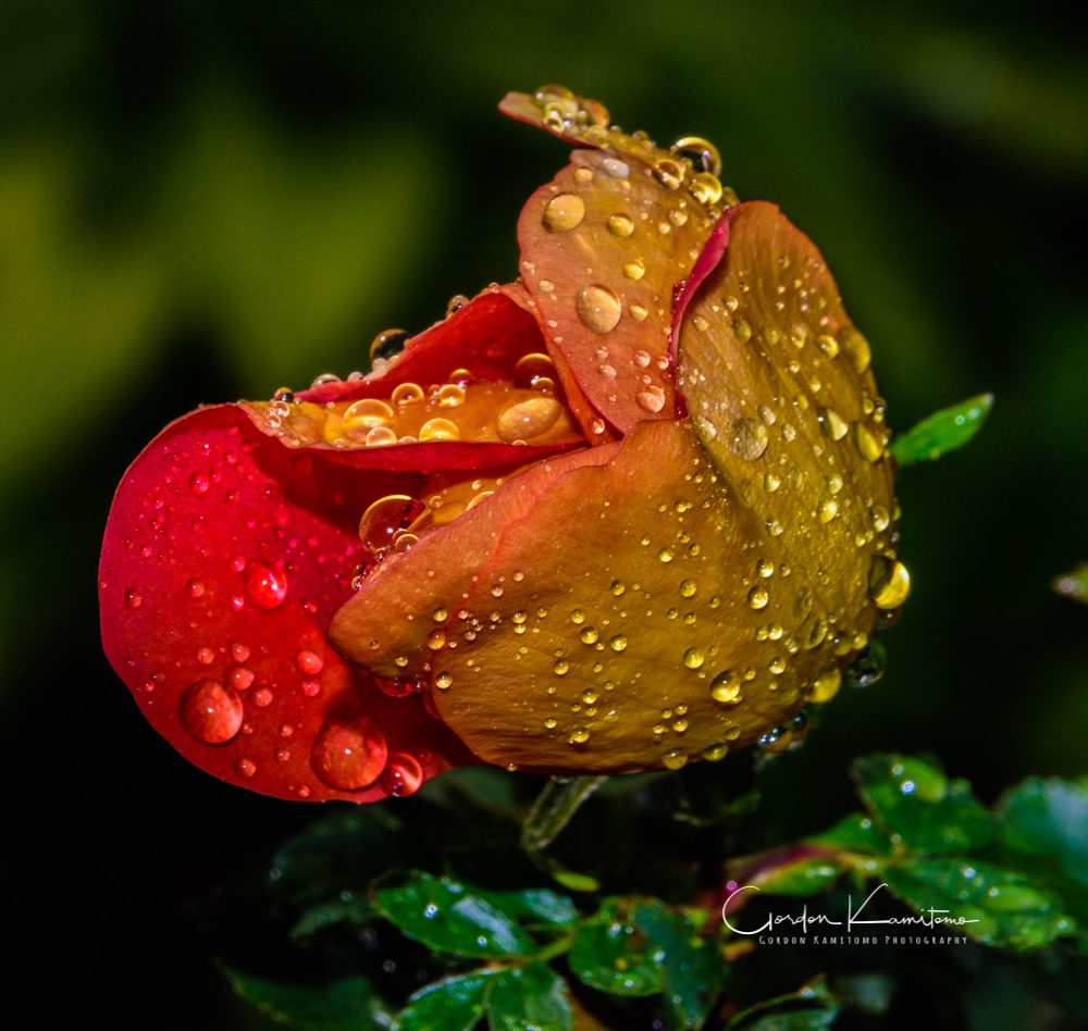 Rose Water Droplets