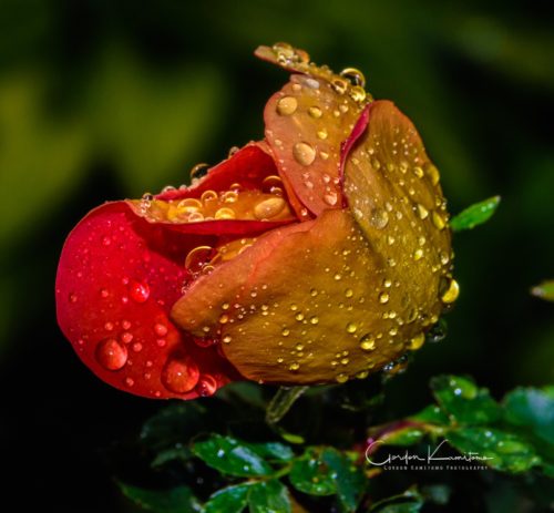 Rose Water Droplets