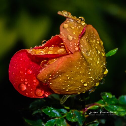 Rose Water Droplets