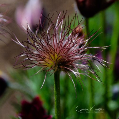 Pasque Flower