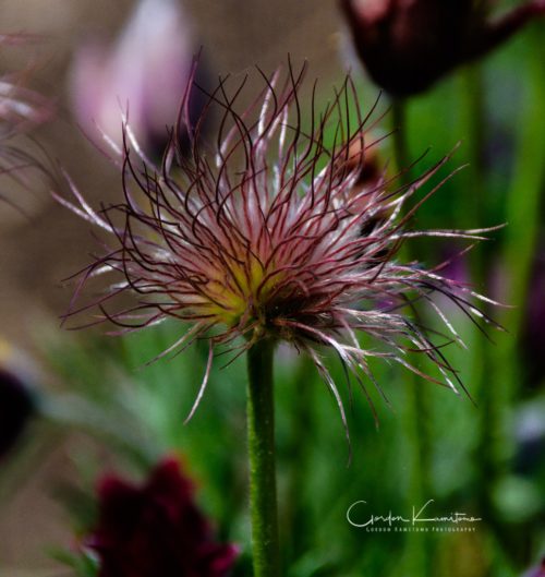 Pasque Flower