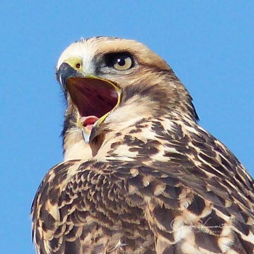 This Ferruginous Hawk was squawking in my backyard