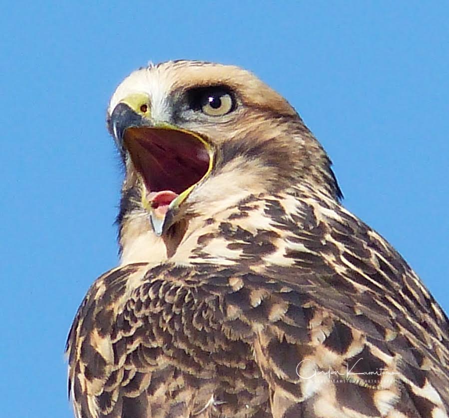 This Ferruginous Hawk was squawking in my backyard