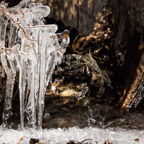 Ice on Branches