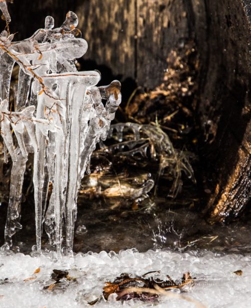 Ice on Branches