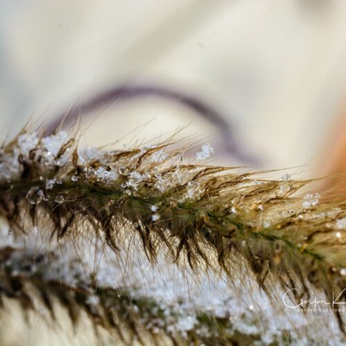 Ice on Pine