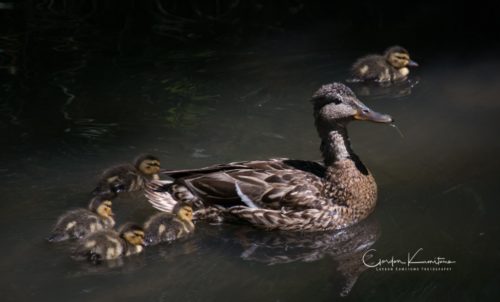 Mother with Ducklings