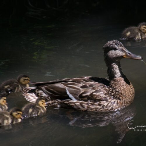 Mother with Ducklings