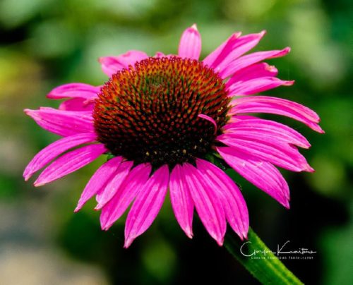 Pink Daisy