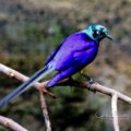 Bird - Image 2