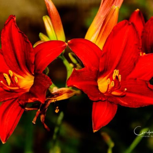 Western Red Lilies