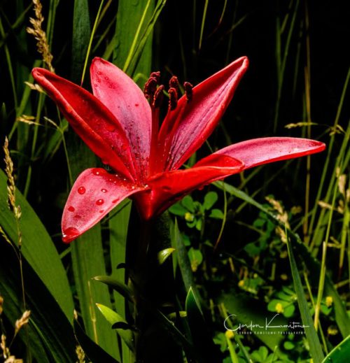 Red Lily