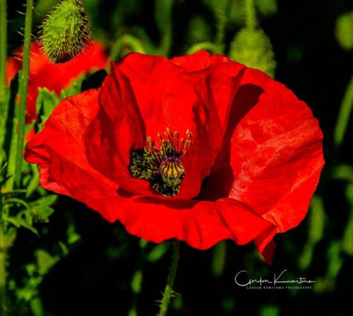 Common Poppy