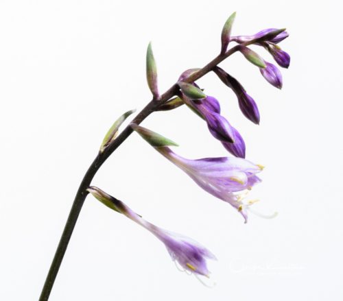 Hosta Flower