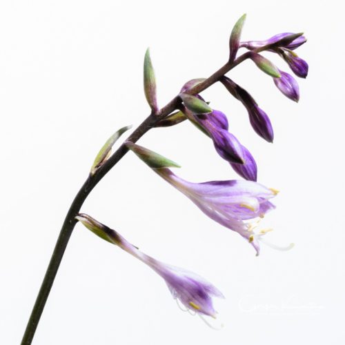 Hosta Flower