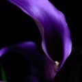 Calla Lily