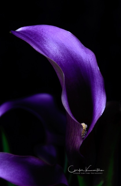 Calla Lily