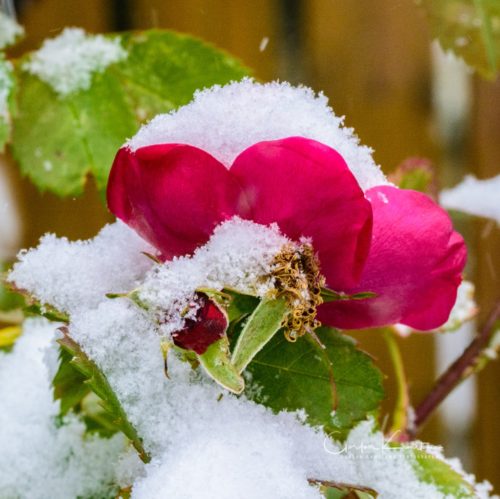 Snow on Petals