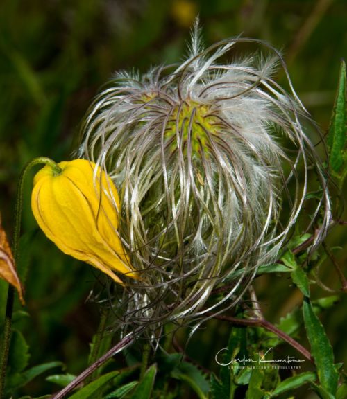 Thistle