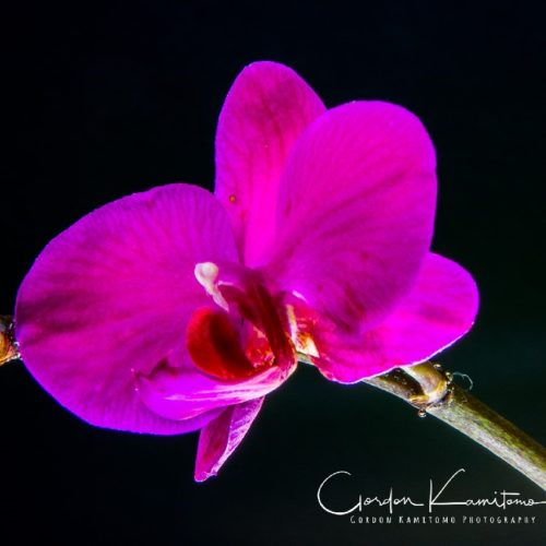 Pink Orchid