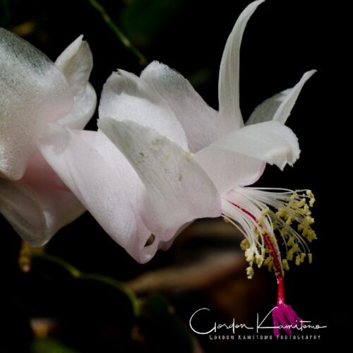 Christmas Cactus