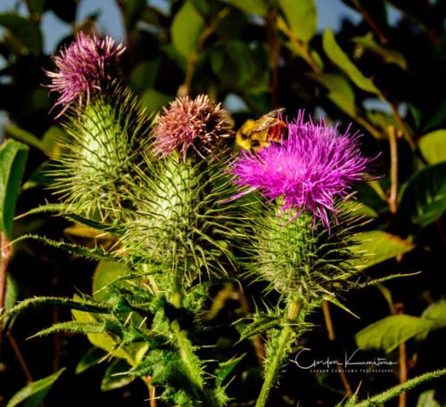 3 Thistles with Bee