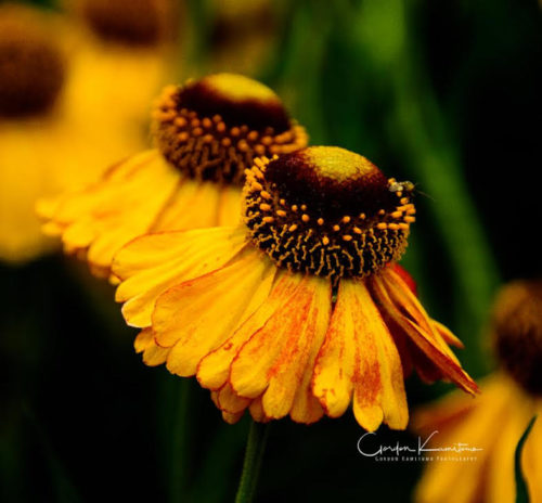 Black Eyed Susan