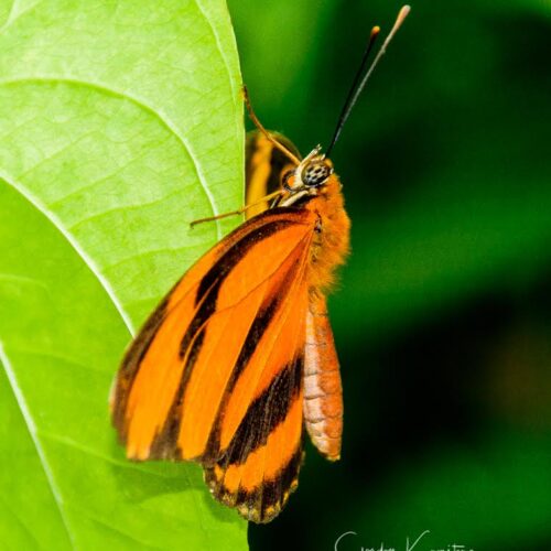 Orange Butterfly