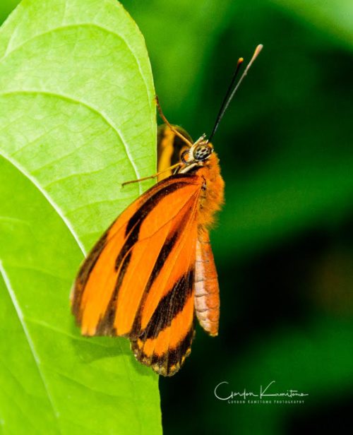 Orange Butterfly