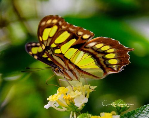 Butterfly on Flower