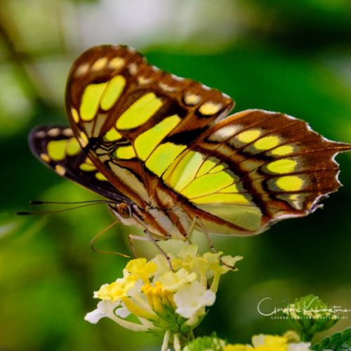 Butterfly on Flower