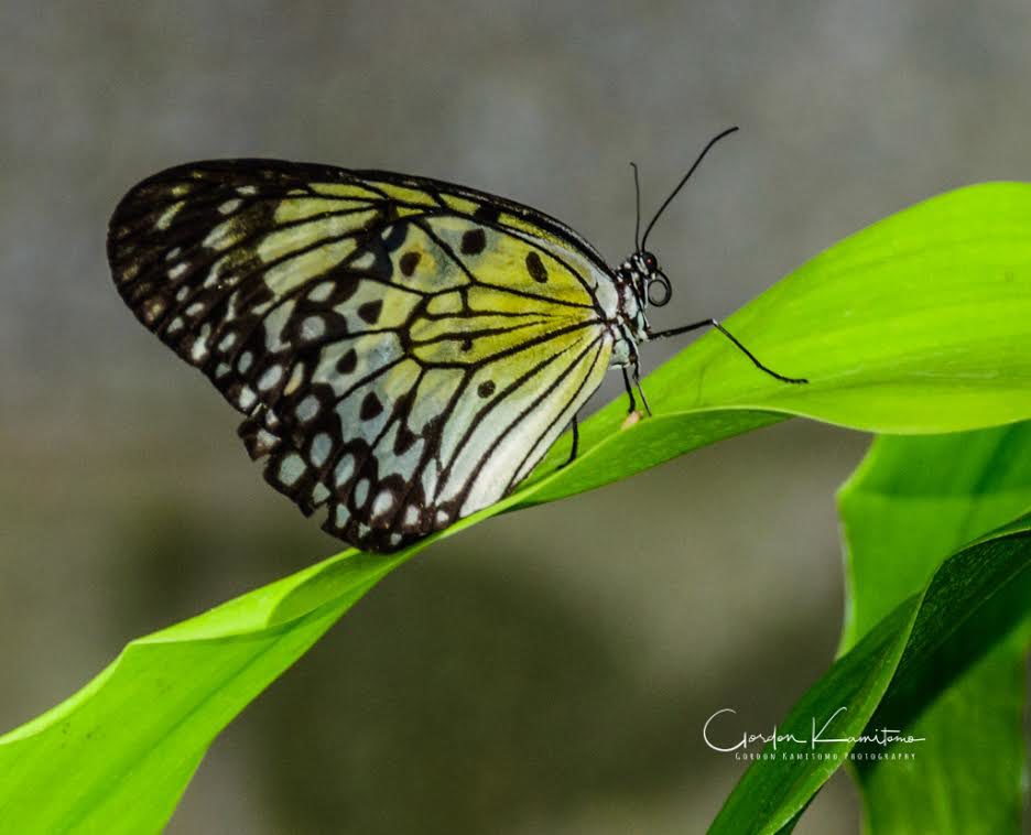 Butterfly on Leaf