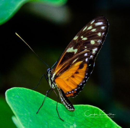 Butterfly on Leaf