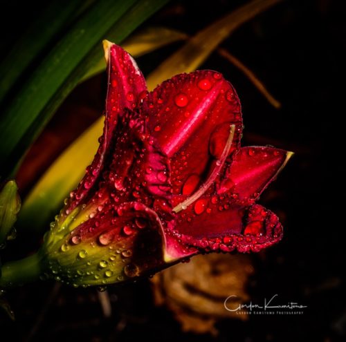 Trophy Taker Daylily