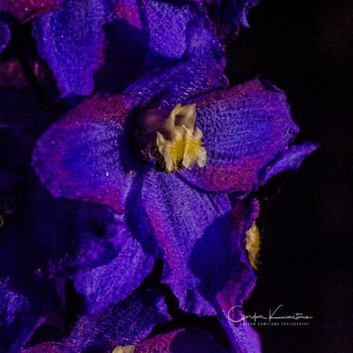 Delphinium flower